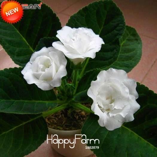 White Gloxinia Seeds - Perennial Sinningia Speciosa, Bonsai & Balcony Flowers - Easy Grow, Stunning Blooms
