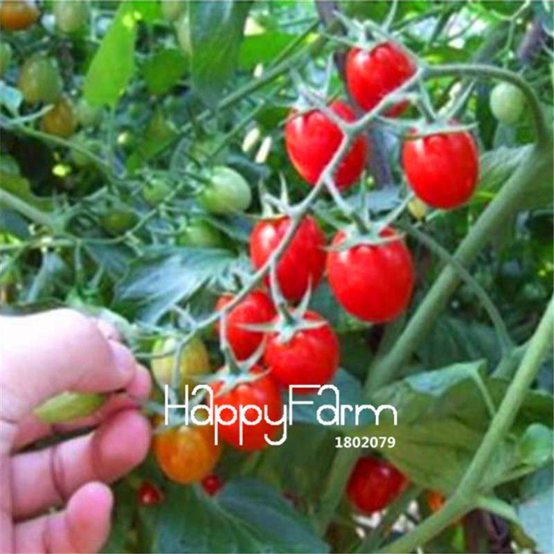 Rainbow Tomato Seeds - Organic Bonsai Veggie & Fruit Seeds for Home Garden, Non-GMO, Easy Grow