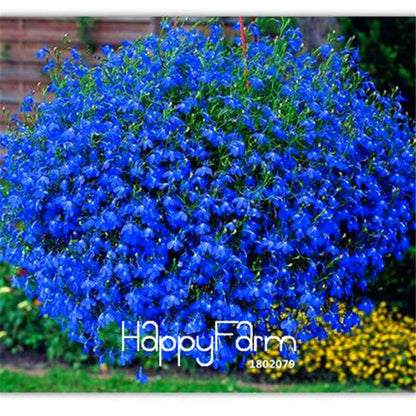 Lobelia Seeds - Bonsai Flower, Creeper & Ground Cover Plants for Garden Landscaping | Fast-Growing