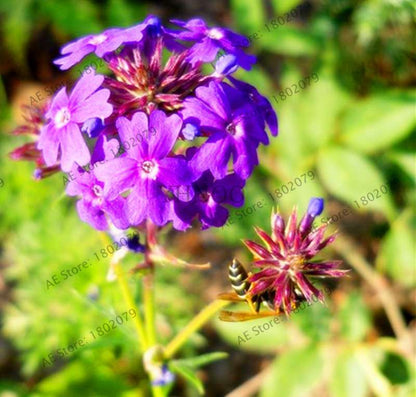 Verbena Seeds for Planting - Easy to Grow Potted Flowers, Bonsai Garden Seeds for Home & Outdoors