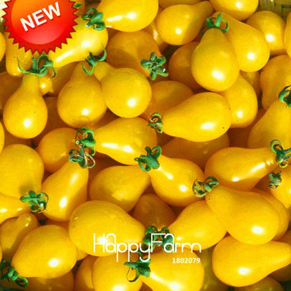 Giant Tomato Seeds for Home Garden - Sweet Pumpkin Tomato, Balcony & Container Planting