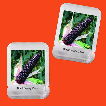 Organic Black Waxy Corn Seeds - Non-GMO Garden Vegetable Seeds for Home Planting, Healthy & Delicious