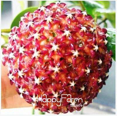Buy Hoya Carnosa Seeds - for Home Garden, Potted Flower Seeds, Easy to Grow