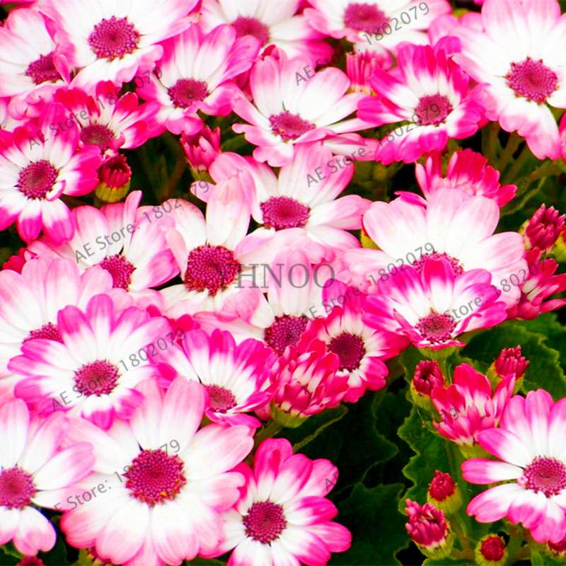 Cineraria Flower Seeds - 23 Colorful Bonsai Varieties for Home & Garden DIY Planting