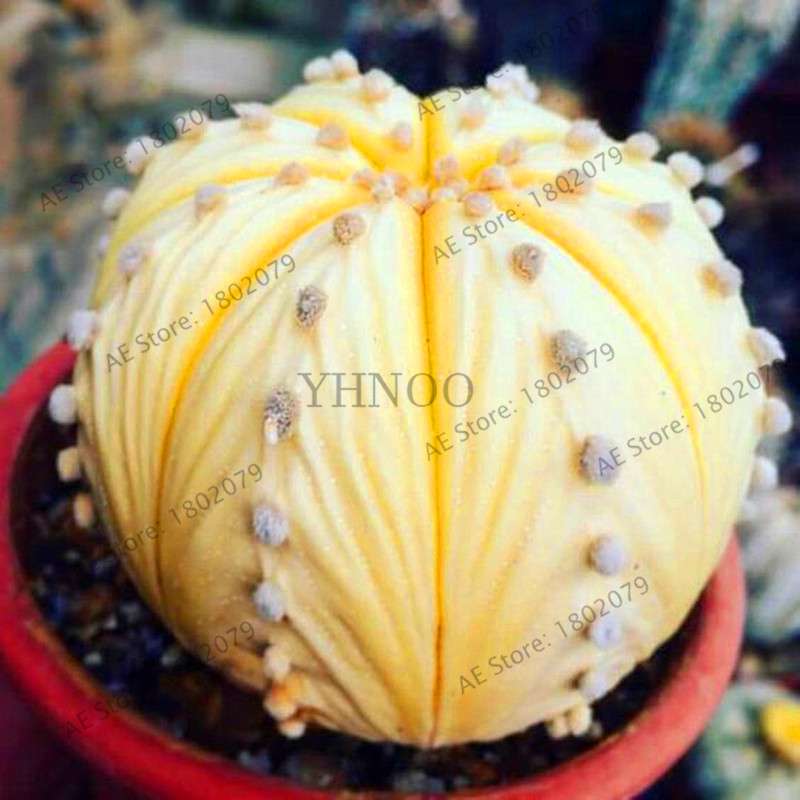 Rare Lithops Seeds - Living Stones Succulent, Organic Cactus Seeds for Indoor Garden, Bonsai & Succulent Lovers