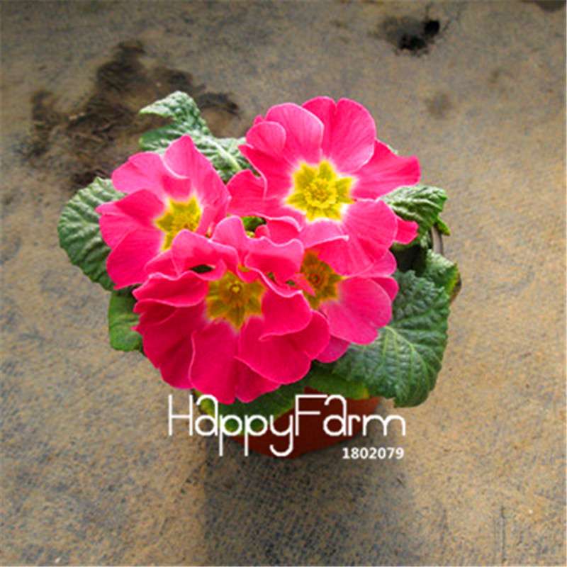 Rare Primrose Seeds (Primula malacoides) - Europe Bonsai Flower Seeds for Home Garden & Outdoor Planting