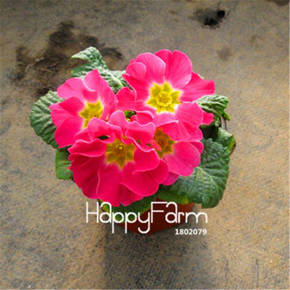 Rare Primrose Seeds (Primula malacoides) - Europe Bonsai Flower Seeds for Home Garden & Outdoor Planting