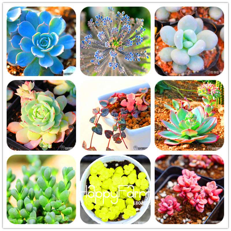 99 Rare Succulents & Lithops Seeds - Exotic Bonsai Plants, - Unique Office & Home Garden
