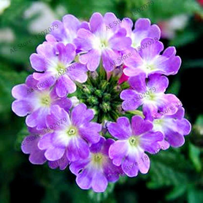 Mixed Color Verbena Hybrida Seeds - Easy to Grow Bonsai Flowers for Home & Garden Planting