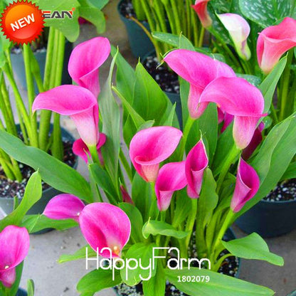 18 Color Rare Calla Lily Seeds - High Germination Rate, Fast US Shipping