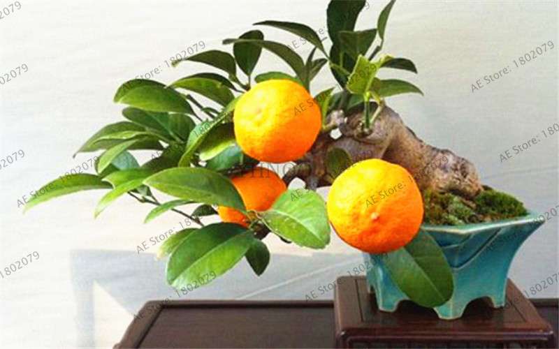 Lemon Tree Seeds - Grow Edible Green Lemons, DIY Home Garden Bonsai Kit | Non-GMO, Fast-Growing