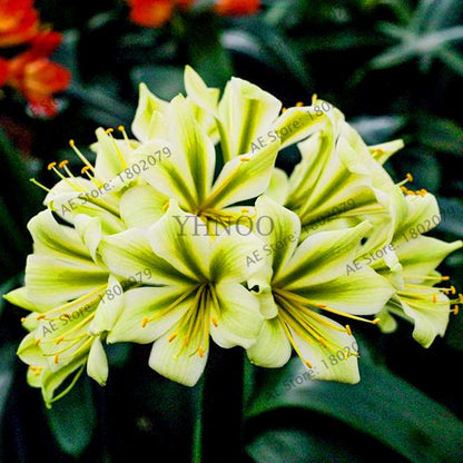 Chinese Clivia Seeds - Exotic Bonsai Flower for Home & Garden | Fast-Growing, Beautiful Blooms