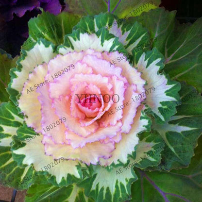 Organic Cabbage Flower Kale Seeds - Edible, Delicious & Ornamental Plants for Home Garden & Bonsai