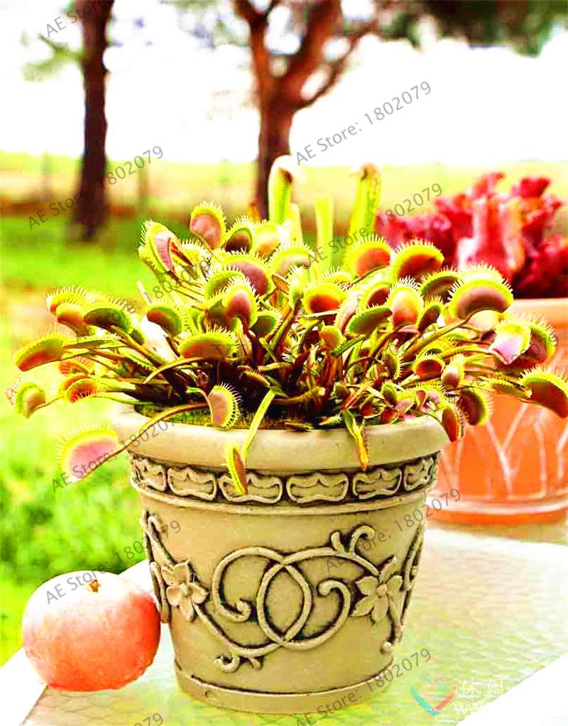 Flytrap Seeds - Carnivorous Dionaea Muscipula for Bonsai & Garden | Fast-Growing Potted Plant