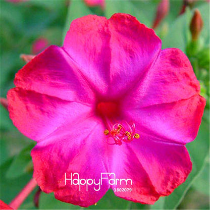 18 Varieties Jasmine Seeds - Fragrant & Ornamental Flowers for Garden Planting, Chinese Charm