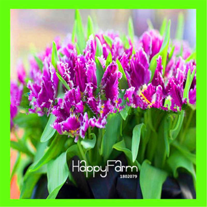 Dutch Tulip Flower Seeds - Potted Bonsai for Home & Garden Planting