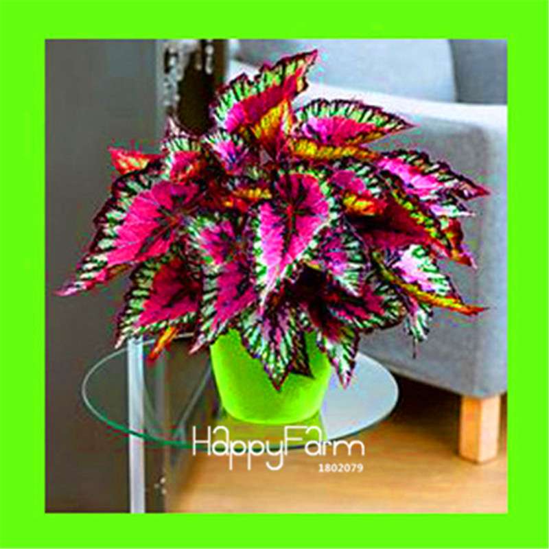 Begonia Flower Seeds - Vibrant Potted Bonsai for Garden, Balcony & Courtyard | Fast-Growing Coleus Seeds