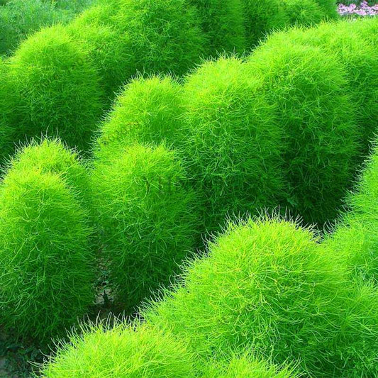 Broom Sedge Seeds for Lawn, Bonsai & DIY Garden - Home & Flowerpot Planting Decor