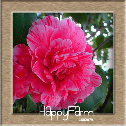 24-Color Camellia Seeds Kit - for Potted Plants, Bonsai & Garden Flowers | Fast-Growing & Vibrant Blooms
