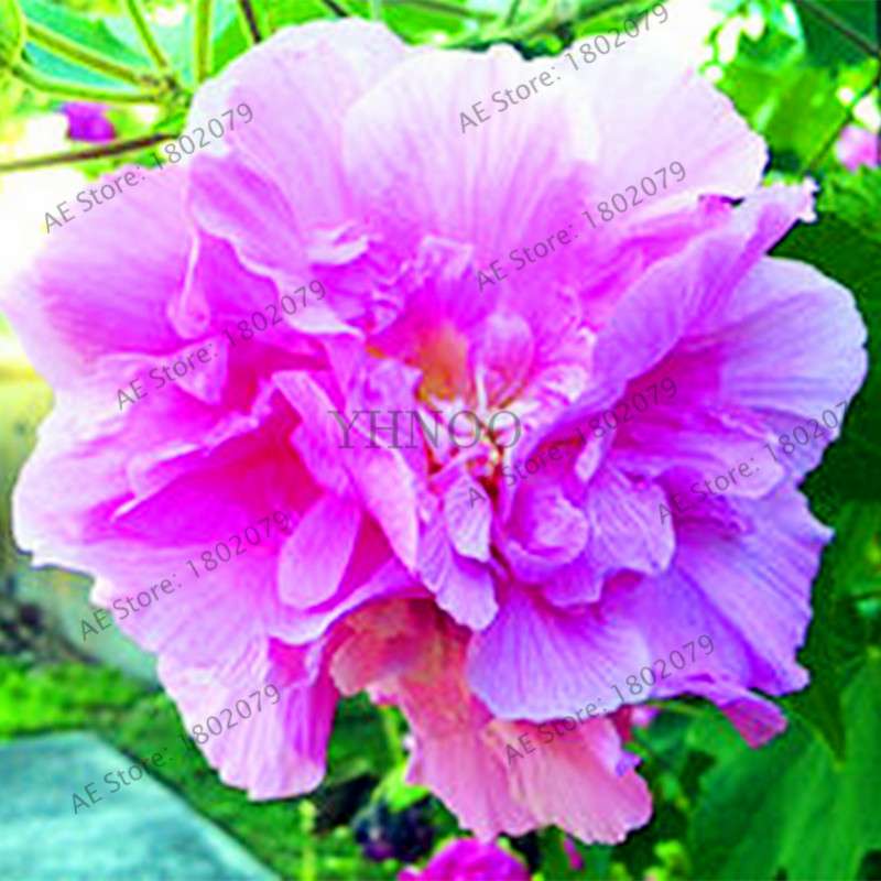 Colorful Bonsai Hibiscus Seeds - Perennial Flower for Home Garden Planting, Hibiscus Mutabilis