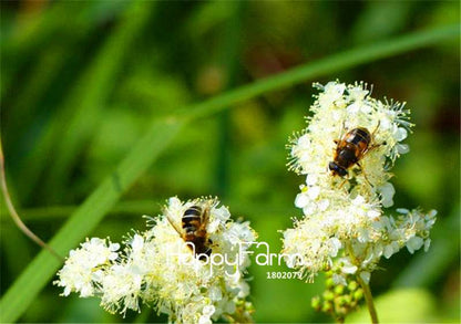 Meadowsweet Bonsai Seeds - Easy to Grow, Fast Blooming Flower Seeds for Home & Garden Planting