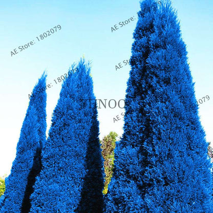 Rare Blue Cypress Tree Seeds - Easy-Grow Platycladus Orientalis for Your Garden | Fast Shipping