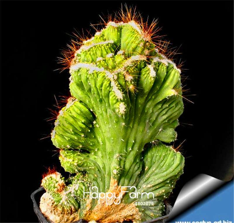 Rare Strombocactus Disciformis Seeds - Succulent Cactus Bonsai for Planting, Home Garden & Pots
