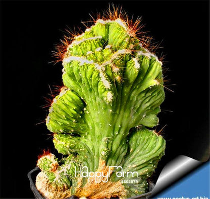 Rare Strombocactus Disciformis Seeds - Succulent Cactus Bonsai for Planting, Home Garden & Pots