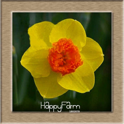 Daffodil Seeds (Narcissus Tazetta) - Indoor Flowering Bulbs for Home & Office, Easy to Grow