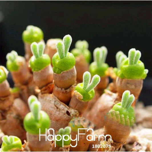 Lithops Pseudotruncatella Seeds - Rare Succulent Bonsai for Home & Garden - Easy to Grow