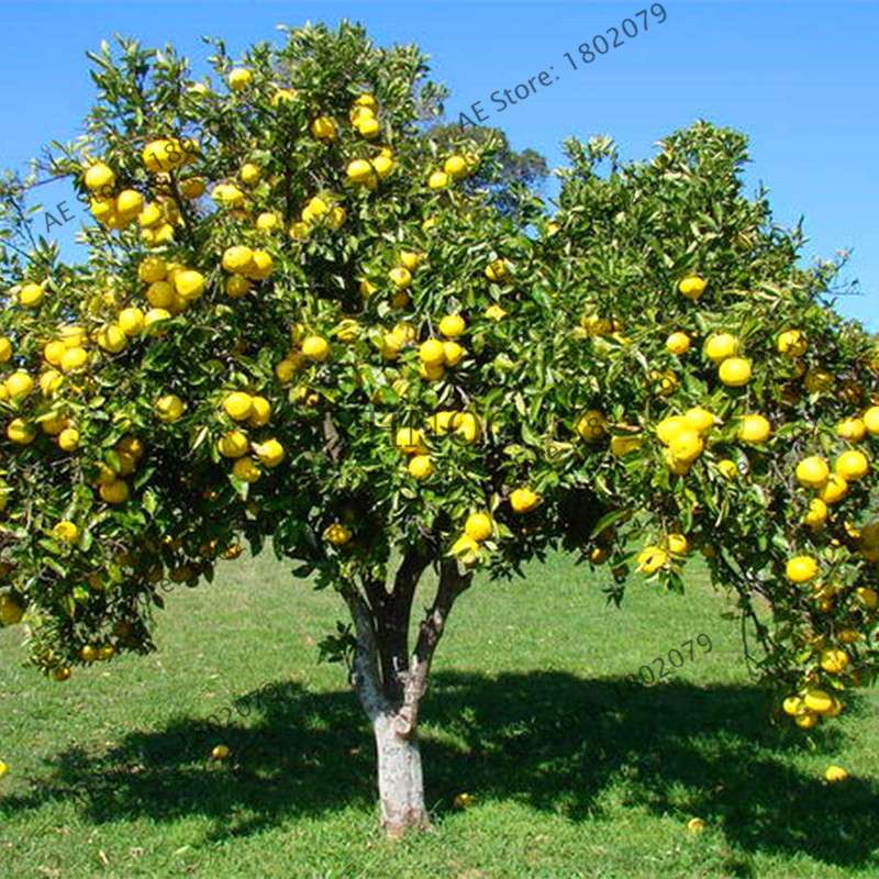 Hardy Mini Pomelo Tree Seeds - Dwarf Kao Pan Grapefruit, Rare Bonsai Fruit for Home Garden