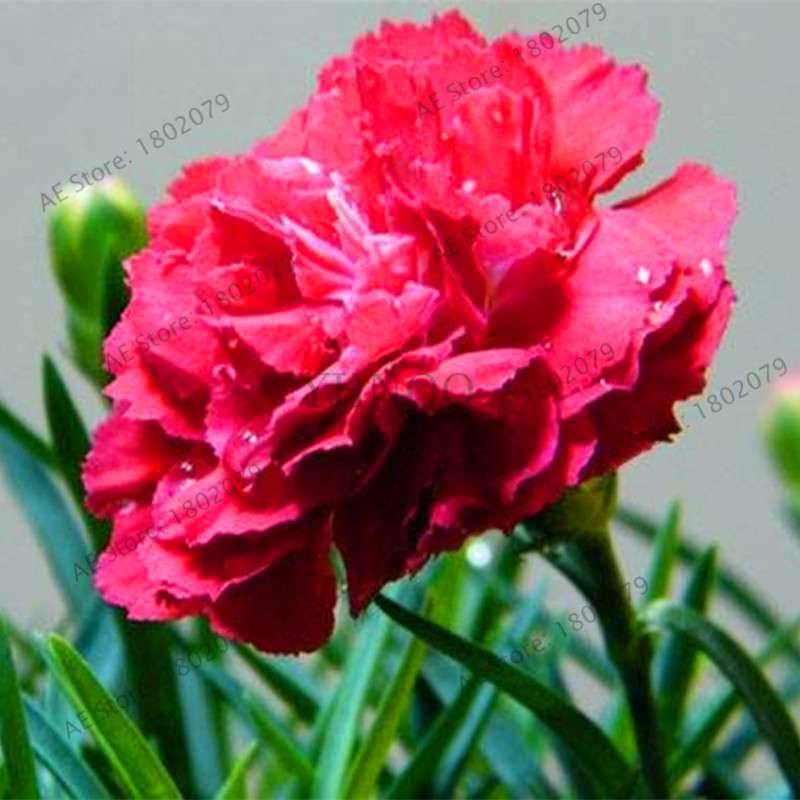 Rare Carnation Seeds - Dianthus Caryophyllus, Potted Bonsai Flower Seeds for Mother's Day, Home Garden Planting