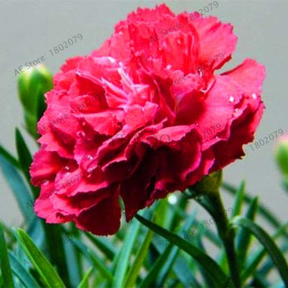 Rare Carnation Seeds - Dianthus Caryophyllus, Potted Bonsai Flower Seeds for Mother's Day, Home Garden Planting