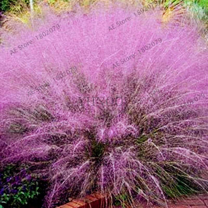 Blue Fescue Grass Seeds - Drought Tolerant, Perennial, DIY Home & Bonsai - Festuca Glauca