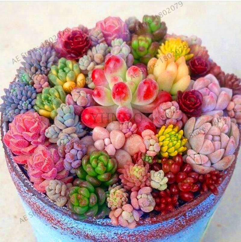 Rare Lithops Succulent Seeds - Living Stone Bonsai Mix for Mini Garden | Fast US Shipping