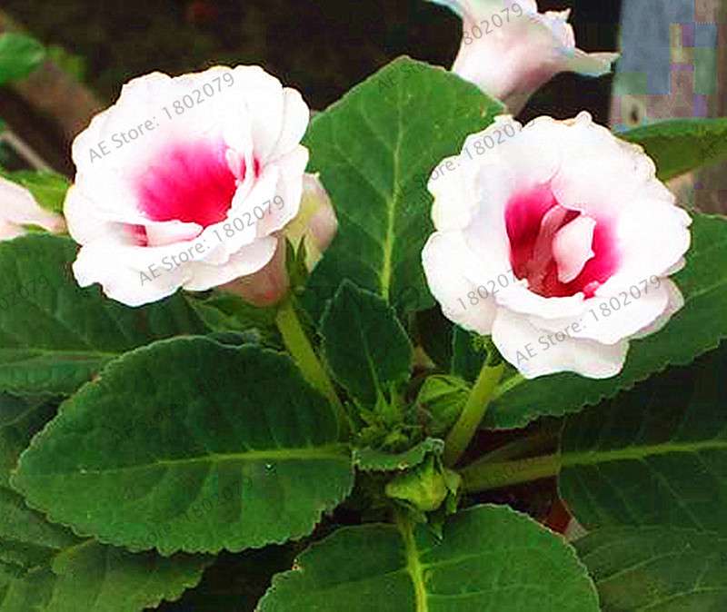 Climbing Gloxinia Seeds - Perennial Sinningia Speciosa Bonsai Flowers for Balcony & Garden Planting