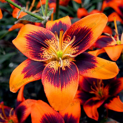 Lilium Brownii Seeds - Indoor Bonsai, Courtyard Lily Flower Seeds for Planting
