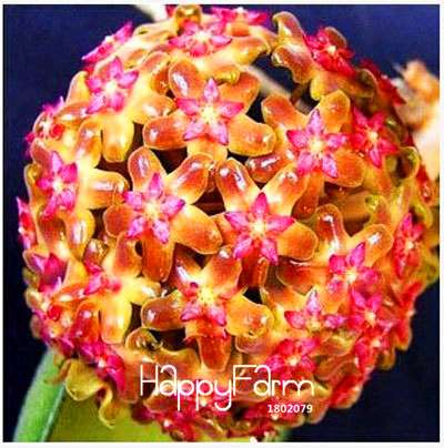 Buy Hoya Carnosa Seeds - for Home Garden, Potted Flower Seeds, Easy to Grow