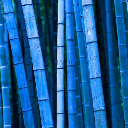 Colorful Bamboo Seeds - Rare Chinese Perennial Ornamental Plants for Garden