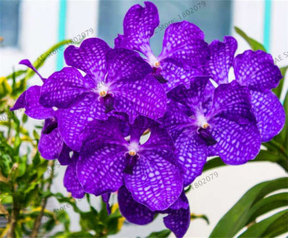 Rare Mixed Color Butterfly Orchid Seeds - Beautiful Bonsai Balcony Flowers for Garden Planting