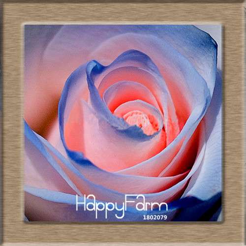 Rare White Red Edge Rose Seeds - for Balcony, Indoor & Garden Planting | Fresh Potted Flower Seeds