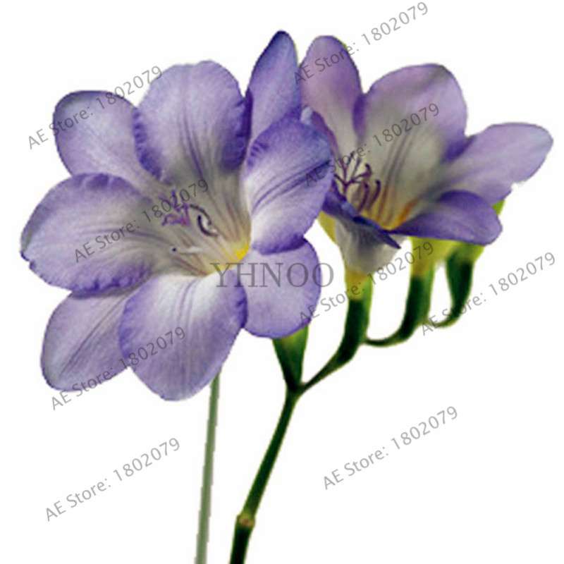 Freesia Seeds - Colorful Fragrant Flowers for Home Garden Planting