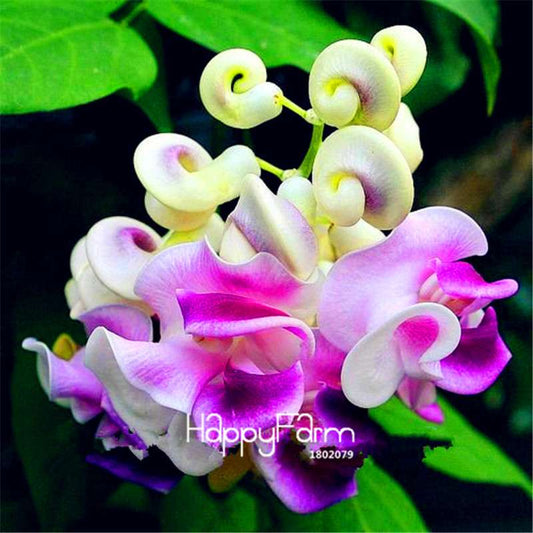 Rare Japanese Snail Vine Seeds - DIY Bonsai, Home Garden & Pot Flowers | Fast-Growing Wisteria