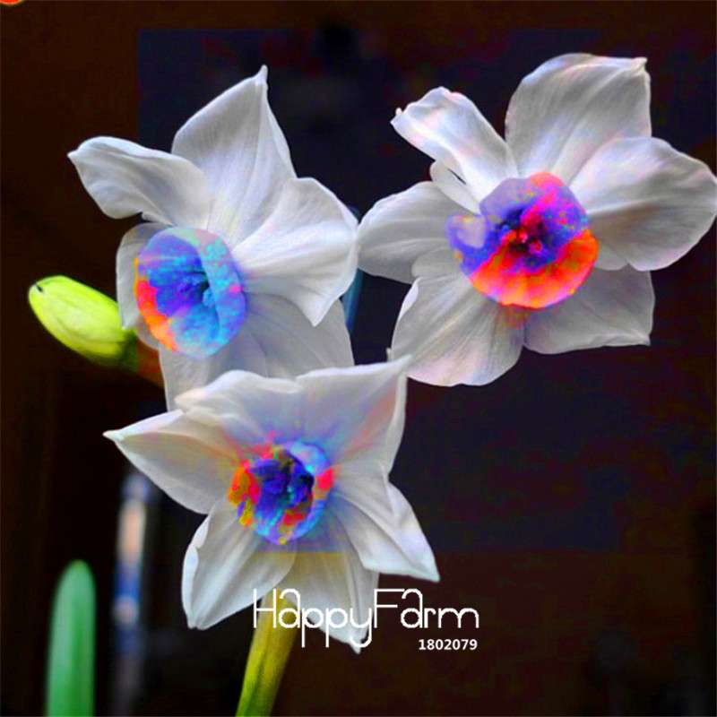 Double Petal Pink Daffodil Bonsai Seeds - Aquatic Plant Seeds for Home Garden