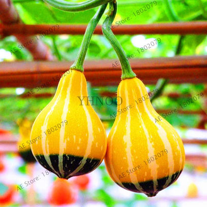 Rare Mandarin Duck Pear Pumpkin Seeds - Perennial Ornamental Garden & Potted Plant