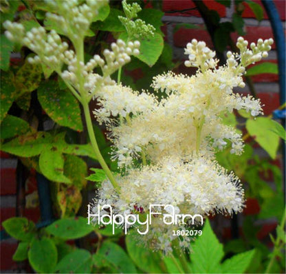 Meadowsweet Bonsai Seeds - Easy to Grow, Fast Blooming Flower Seeds for Home & Garden Planting