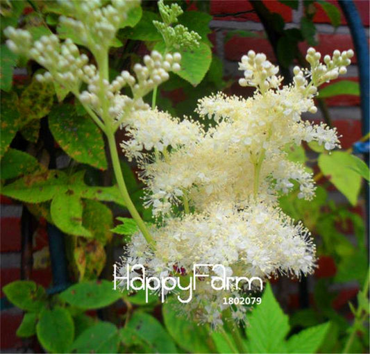 Meadowsweet Bonsai Seeds - Easy to Grow, Fast Blooming Flower Seeds for Home & Garden Planting
