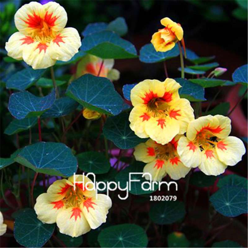 Rare Hanging Nasturtium Seeds - Vibrant Climbing Flowers for Garden & Containers