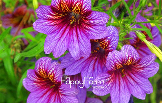 Salpiglossis Sinuata Seeds - Colorful Bonsai Flower for DIY Home Garden Planting