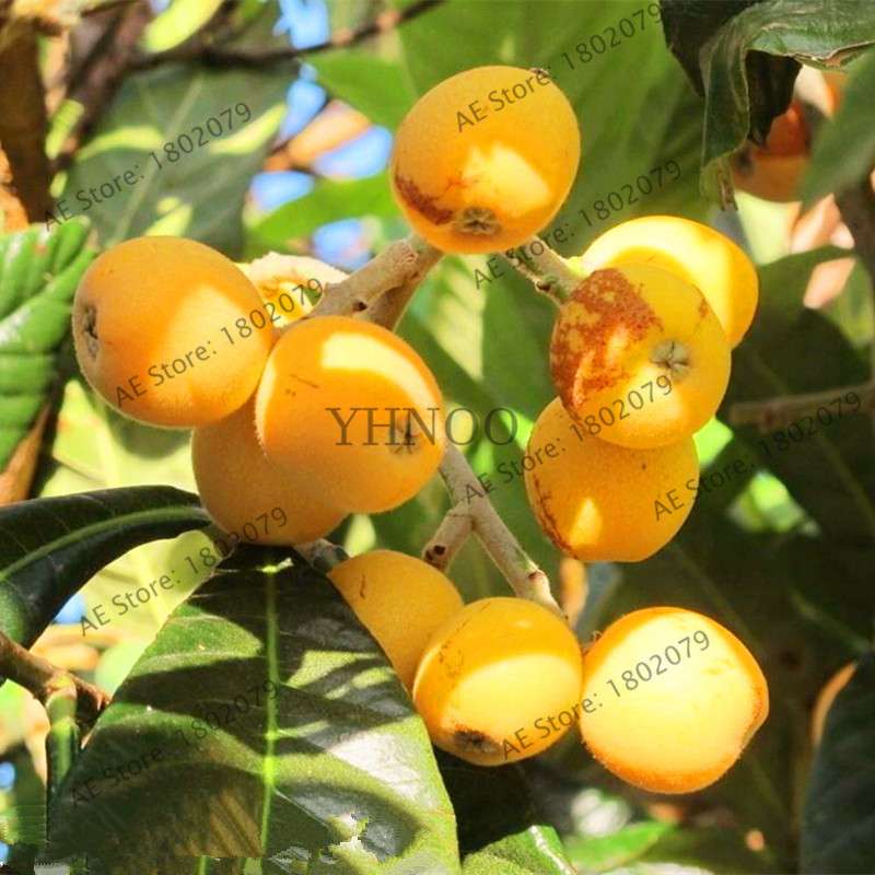 Premium Loquat Seeds - Sweet Fruit, Bonsai & Home Garden Planting, High-Quality for USDA Zones